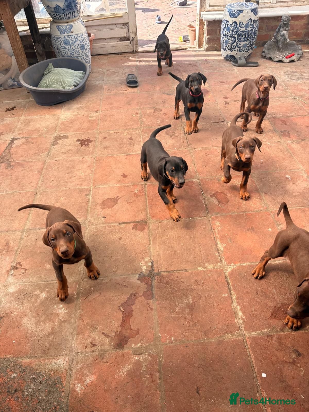 Dobermann dogs Doberman puppies  - Advert 10