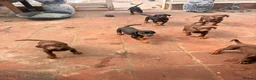 Dobermann dogs for sale: Doberman puppies  - Advert 1