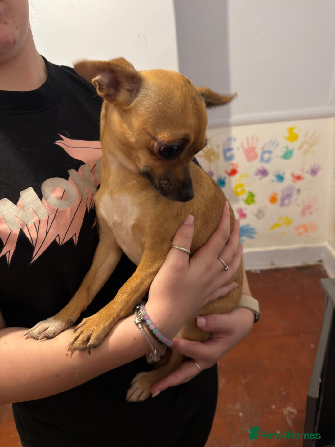 Mixed Breed dogs for sale: Males fenchie chihuahua x2 female chihuahua  - Image 10