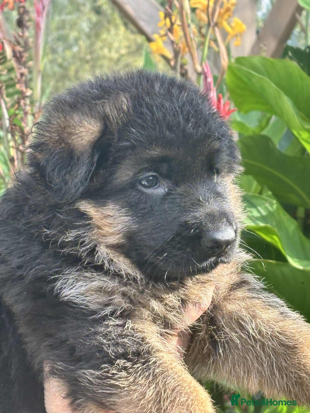 German Shepherd dogs for sale: German Shepherd Puppies KC registered - Image 4