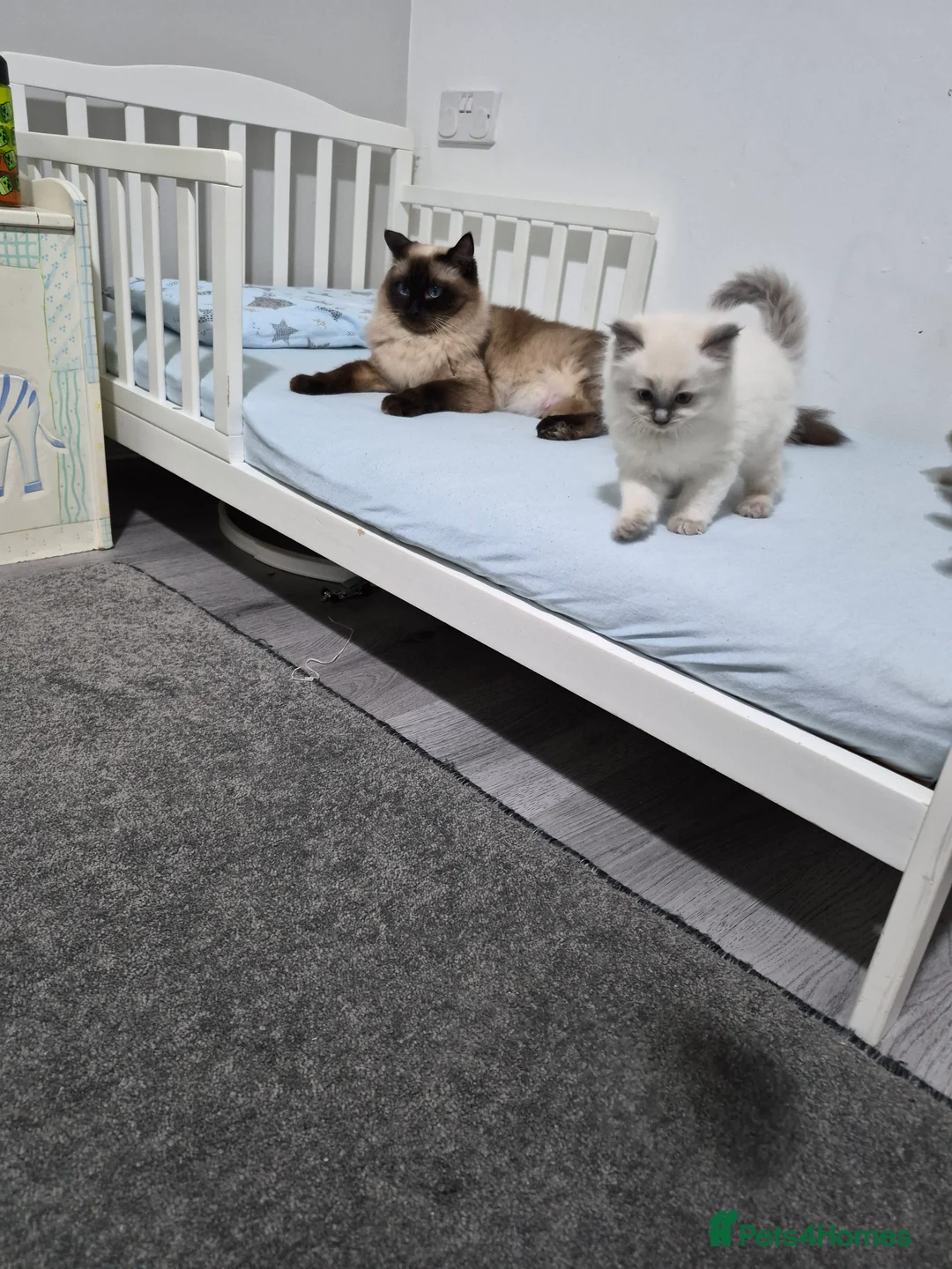 Ragdoll cats for sale:  Ragdoll (TYPE) kittens for sale - Advert 13