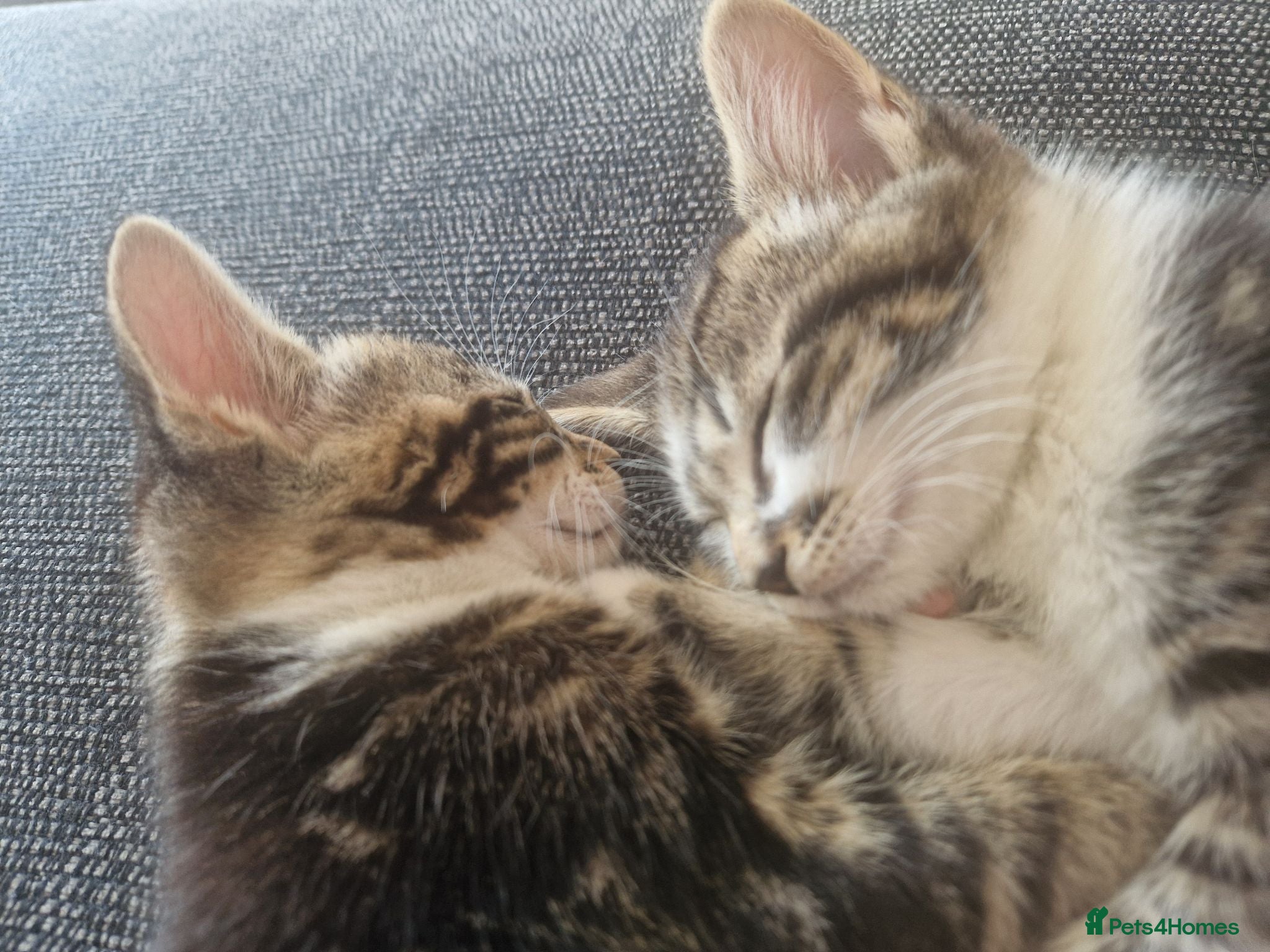 Mixed Breed cats 2 x Kittens. Quick sale needed. - Advert 1