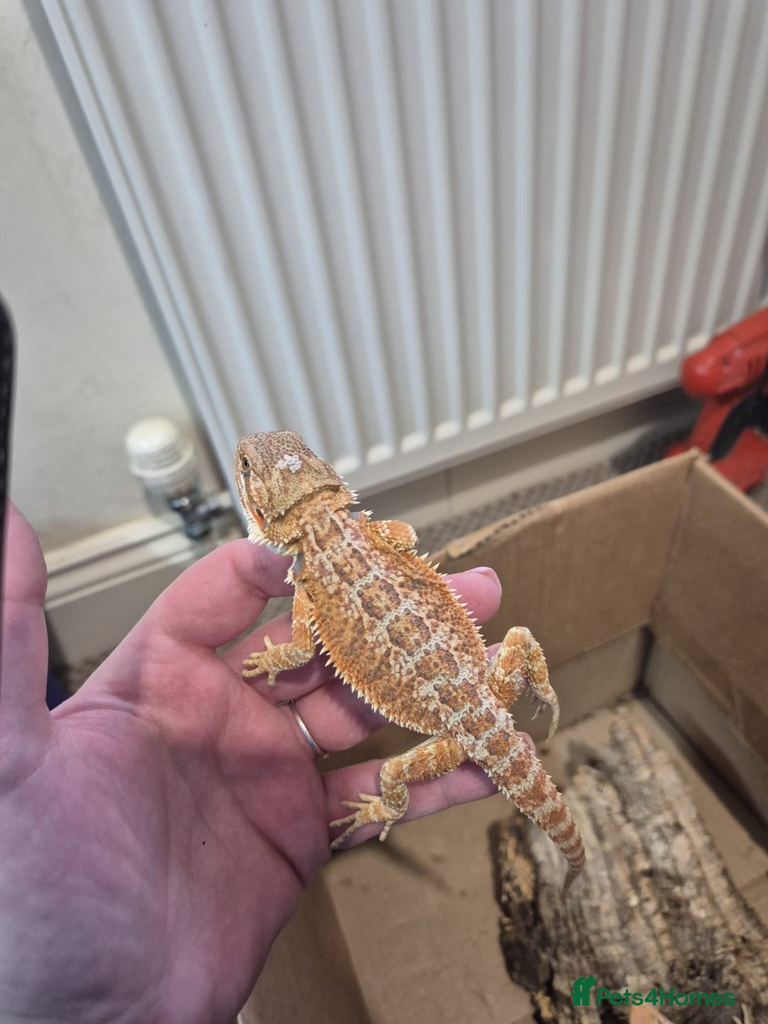 Bearded Dragon reptiles for sale: 🔥🔥🔥 BABY BEARDED DRAGONS 🔥🔥🔥 4 LEFT 🔥🔥 - Image 32