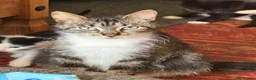 Mixed Breed cats for sale: 1 beautiful male left  - Advert 2