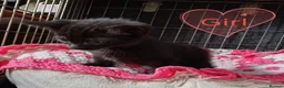 Mixed Breed cats for sale: Kittens adorable  - Advert 14