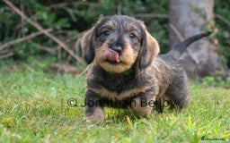 Dachshund dogs for sale: KC Standard Wire-haired Dachshund puppies - Image 4