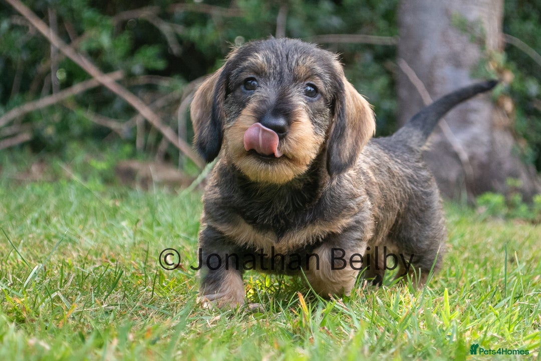 Dachshund dogs for sale: KC Standard Wire-haired Dachshund puppies - Image 4
