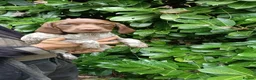 Mixed Breed dogs for sale: Pointer x Brittany  - Advert 4