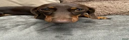 Miniature Dachshund dogs for sale: Beautiful coco needs a new home - Advert 5