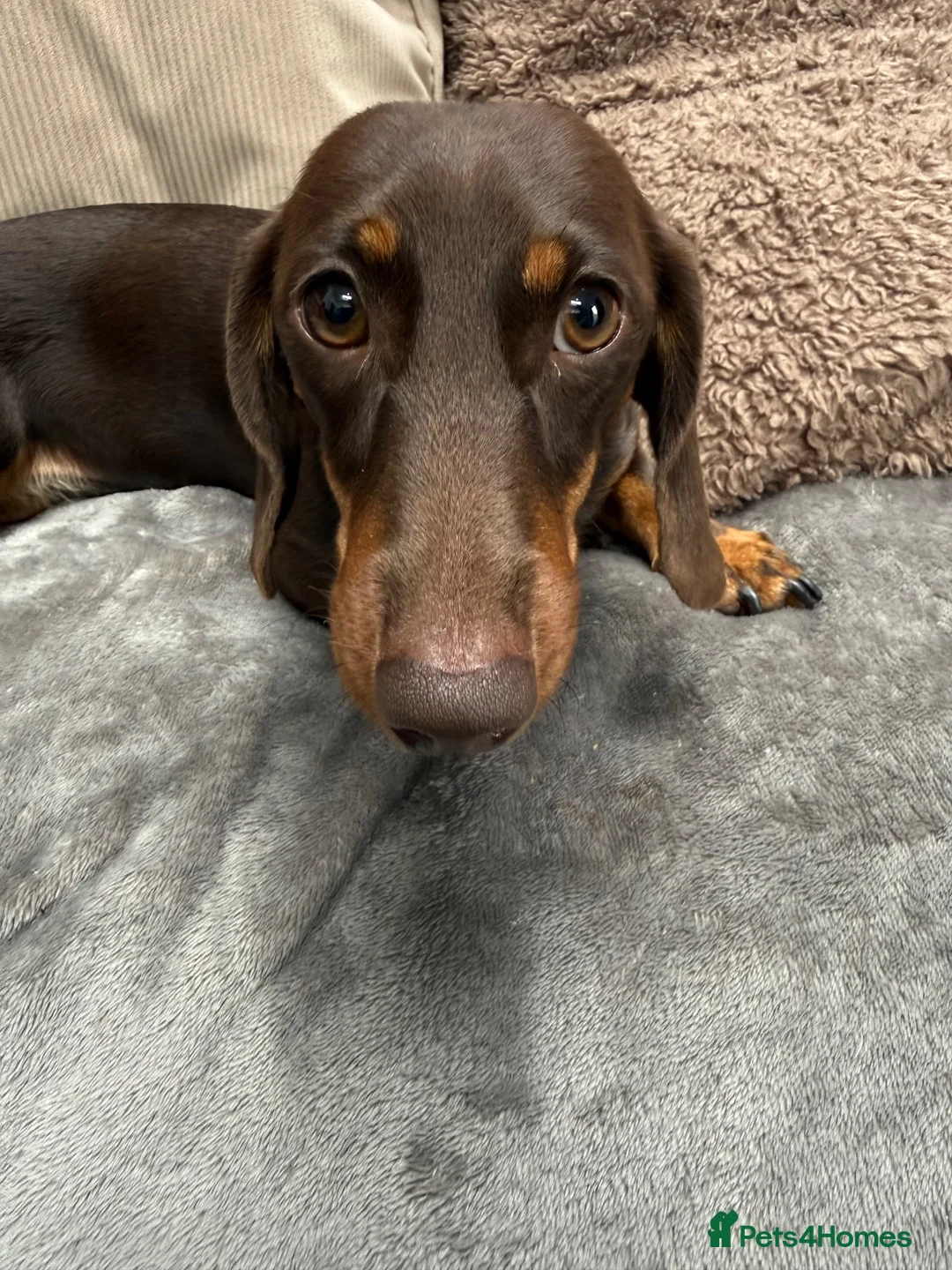 Miniature Dachshund dogs for sale: Beautiful coco needs a new home - Advert 5