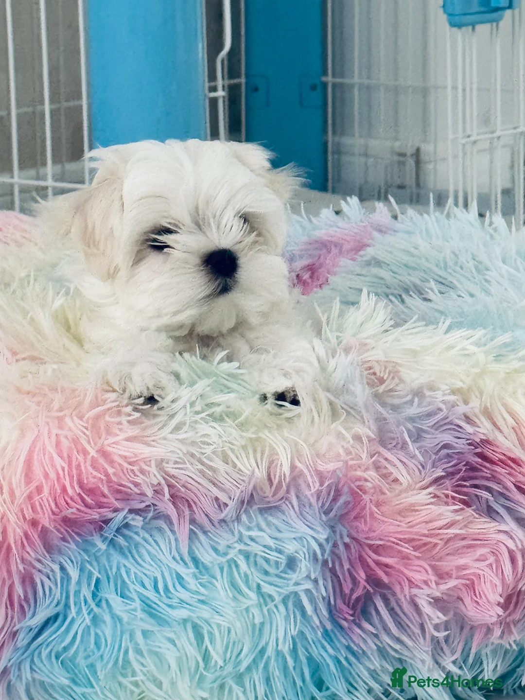 Maltese dogs for sale: 💎Last Boy Full Korean Maltese  Available💎 - Advert 24