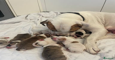 Mixed Breed dogs in Great Yarmouth - Advert 1