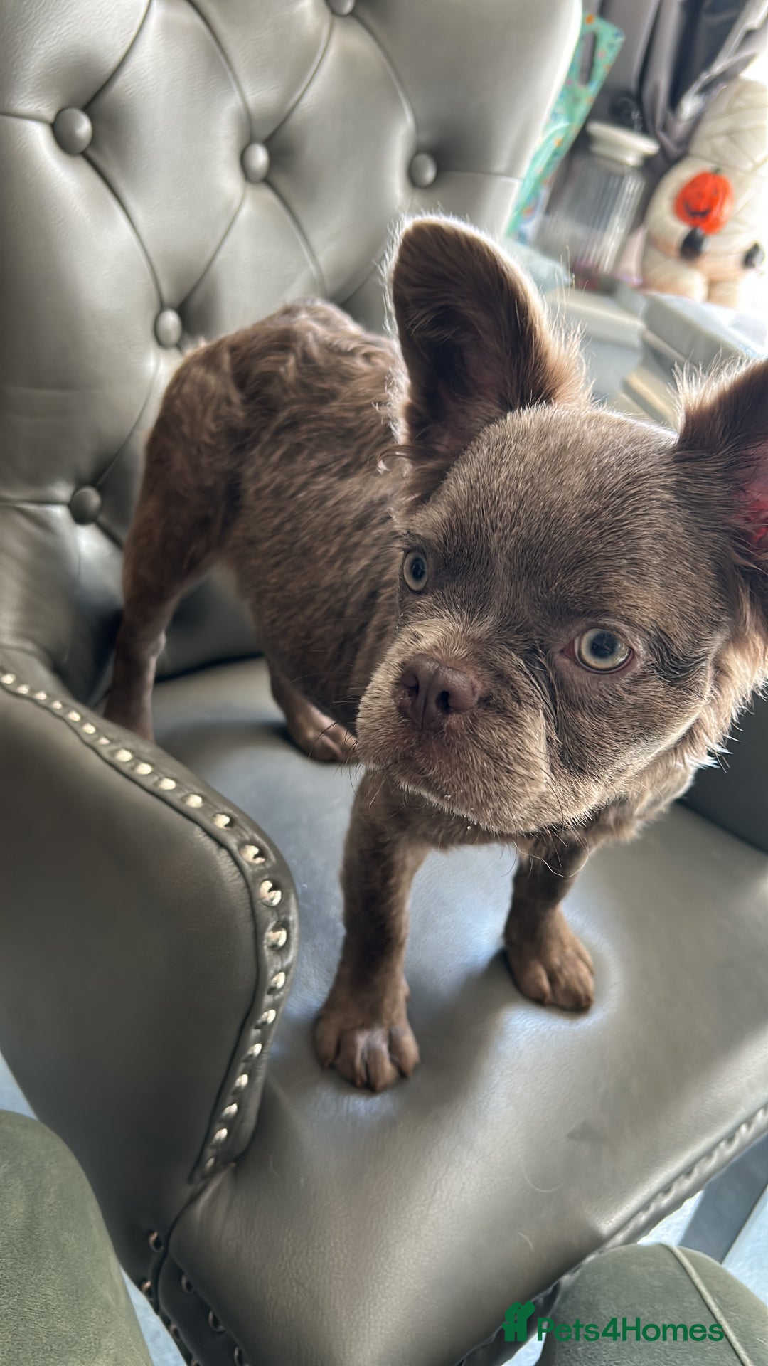 French Bulldog dogs for sale: Fluffy French female bulldog  - Image 3