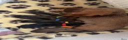 Dachshund dogs for sale: Miniature Wire hair Dachshund puppies  - Advert 8