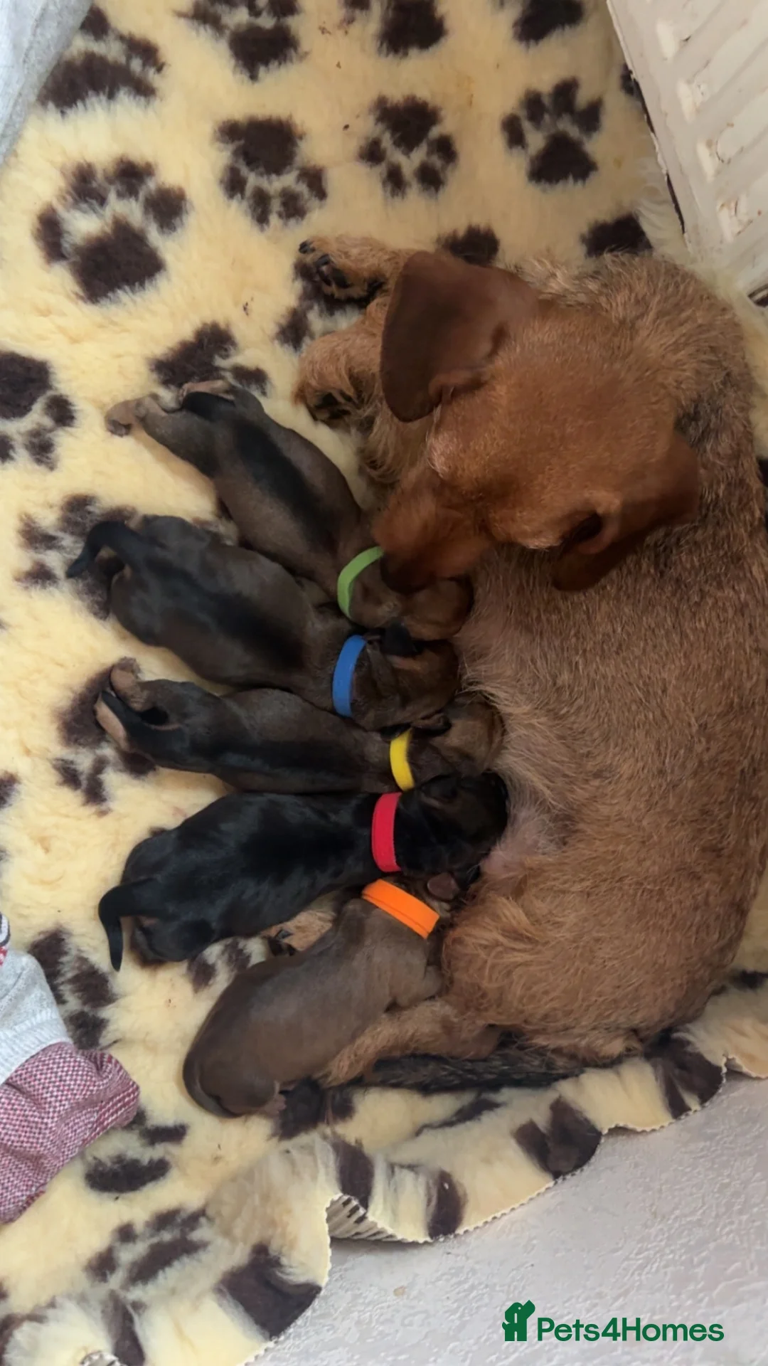 Dachshund dogs for sale: Miniature Wire hair Dachshund puppies  - Advert 8