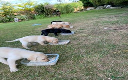 Labrador Retriever dogs for sale: Pedigree Labrador Puppies For Sale - Image 11