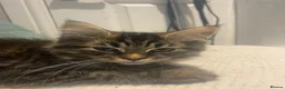 Maine Coon cats for sale: 3 x gorgeous Maine Coon kittens ready to leave. - Advert 6