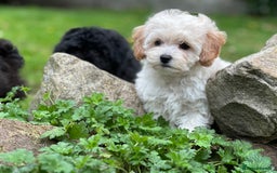 Shihpoo dogs for sale: Absolutely stunning Shihpoo pups ready now ❤️ - Image 2