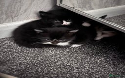 Mixed Breed cats for sale: Beautiful kittens  - Image 4