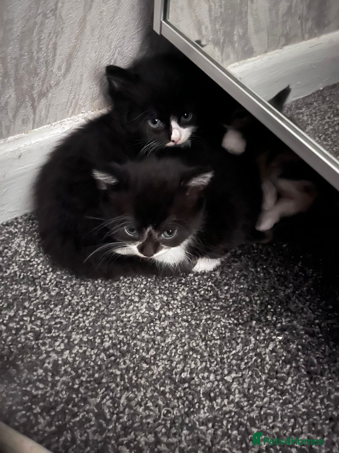 Mixed Breed cats for sale: Beautiful kittens  - Image 4