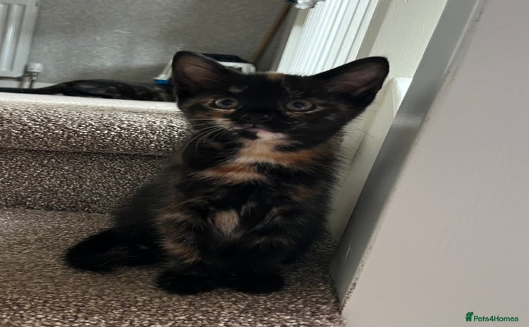 Mixed Breed cats - Advert 8
