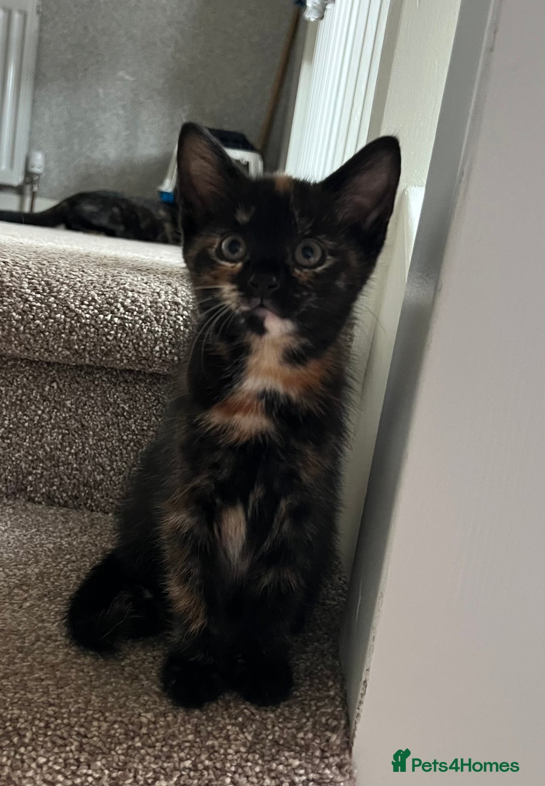 Mixed Breed cats for sale: Gorgeous Kittens - Image 5