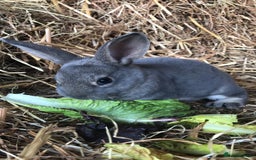 Rex rabbits for sale: Beautiful Pure Breed Velvet Mini Rex babies 🐰  - Image 10