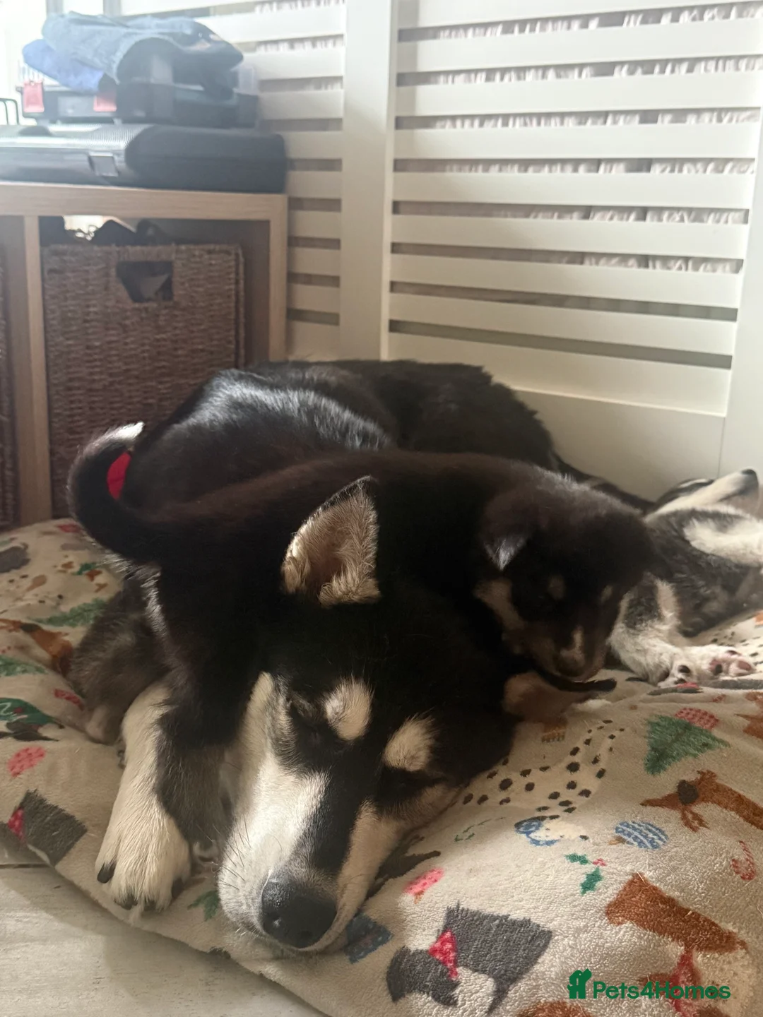 Siberian Husky dogs for sale: Siberian huskies for sale - Advert 2