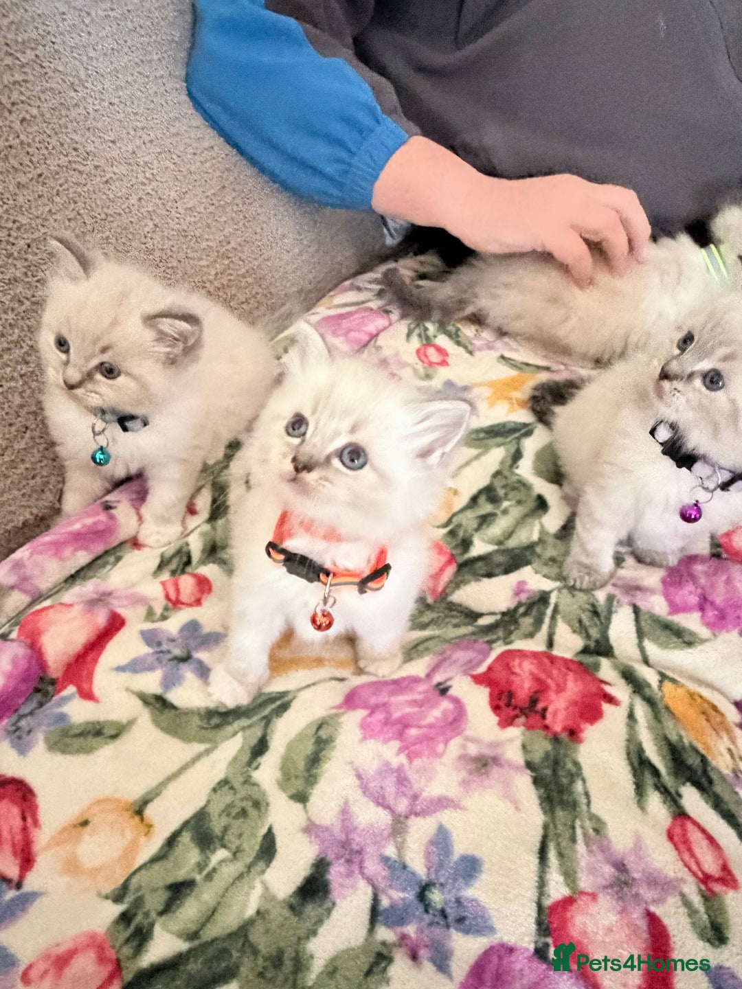 Ragdoll cats for sale: Special Ragdoll babies  - Advert 2