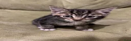 Bengal cats for sale: Bengal Mix Ready! - please read bio - Advert 24