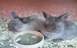 Netherland Dwarf rabbits for sale: Netherland dwarf rabbits  - Image 1