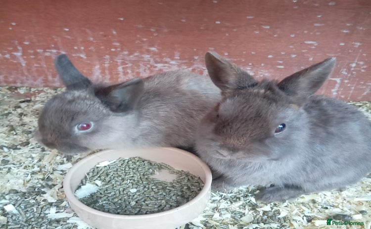 Netherland Dwarf rabbits - Advert 14