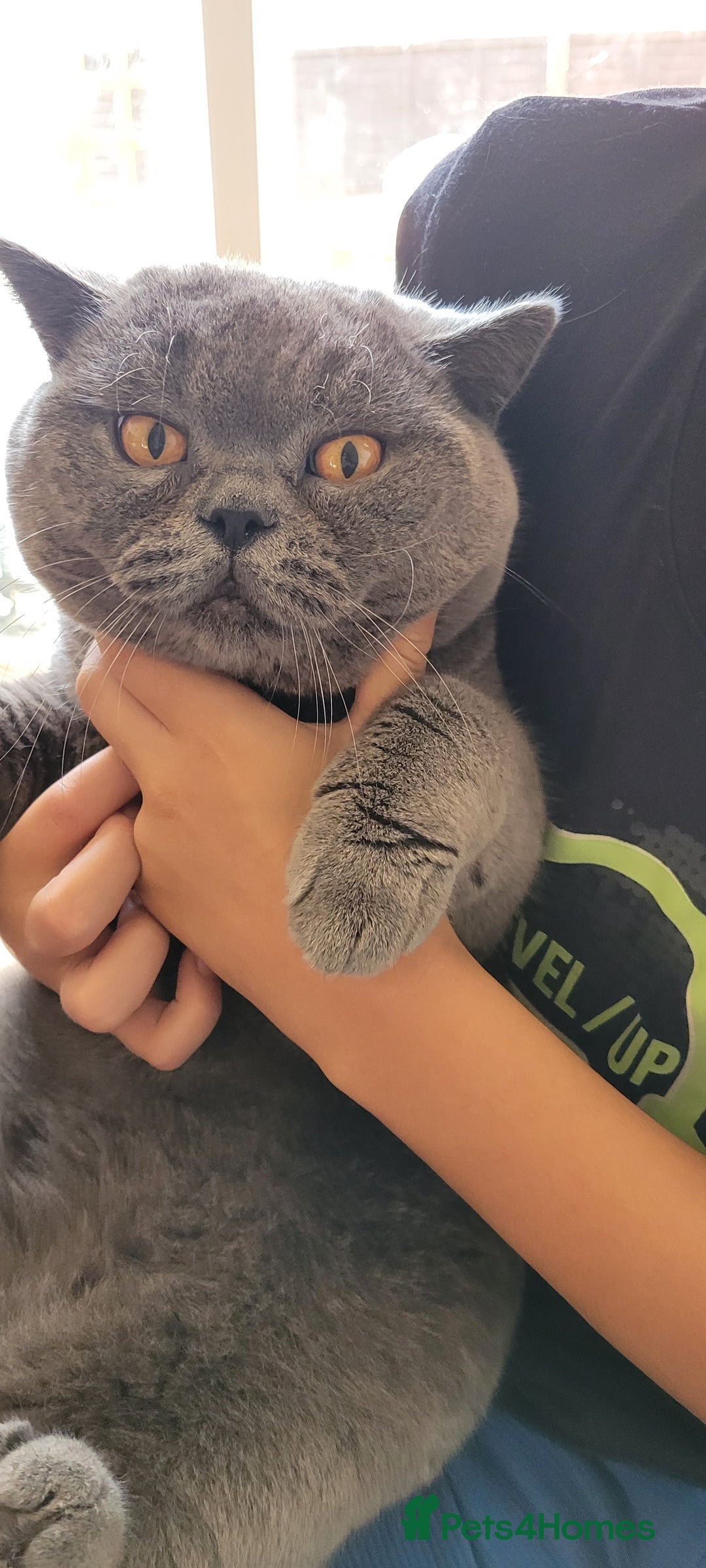 British Shorthair cats for stud: British Boy ❤️  - Image 6