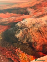 Mastiff dogs - Advert 4