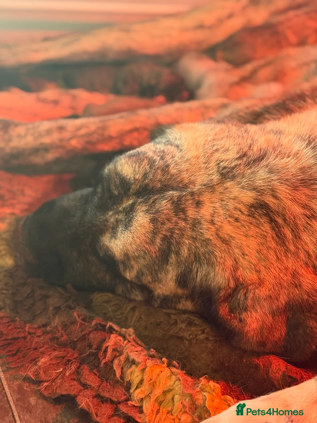 Mastiff dogs for sale: Registered Spanish mastiff puppies  - Advert 4