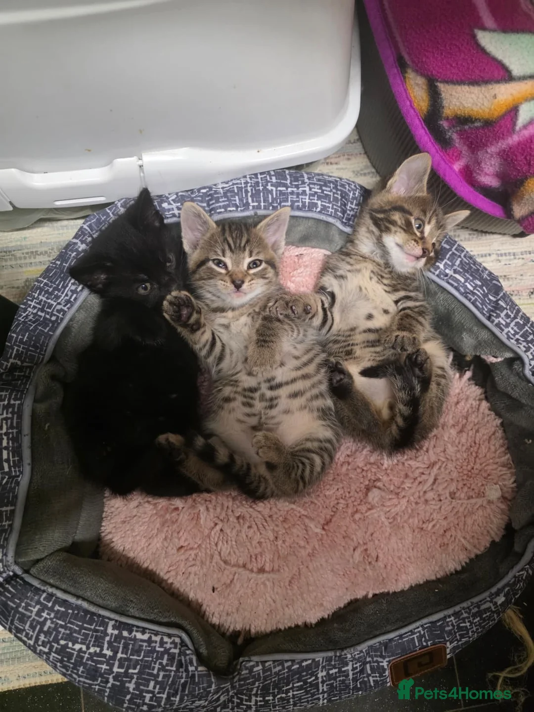 Domestic Shorthair cats for sale: 3 Mixed Breed domestic shorthair kitten for sale - Advert 1