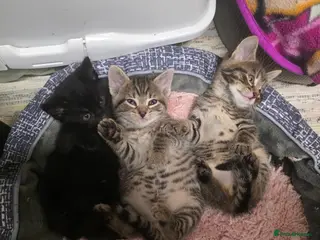 Domestic Shorthair cats 3 Mixed Breed domestic shorthair kitten for sale - Advert 3