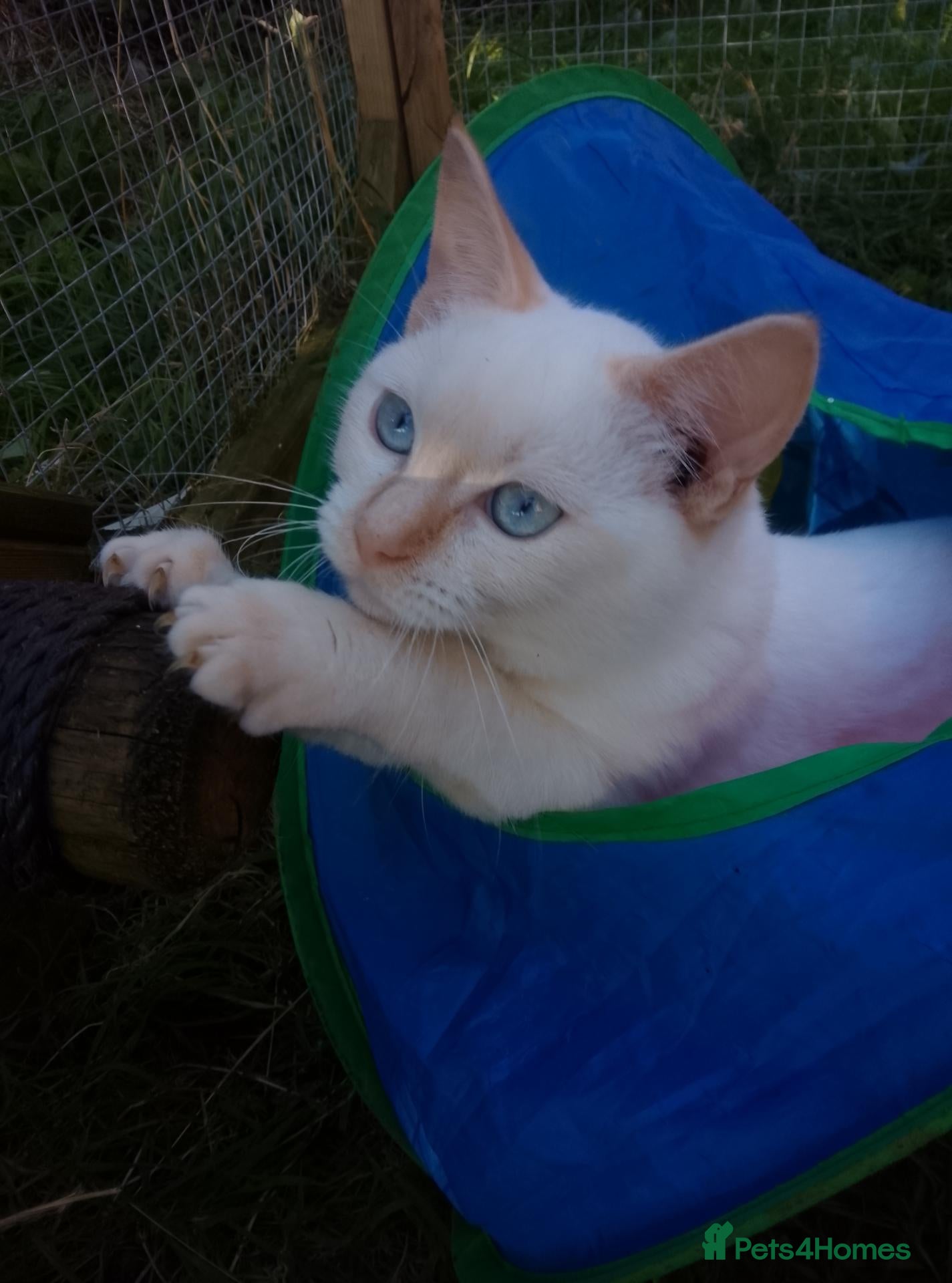 Mixed Breed cats Beautiful Cream 3/4 Ragdoll Kittens  - Advert 1