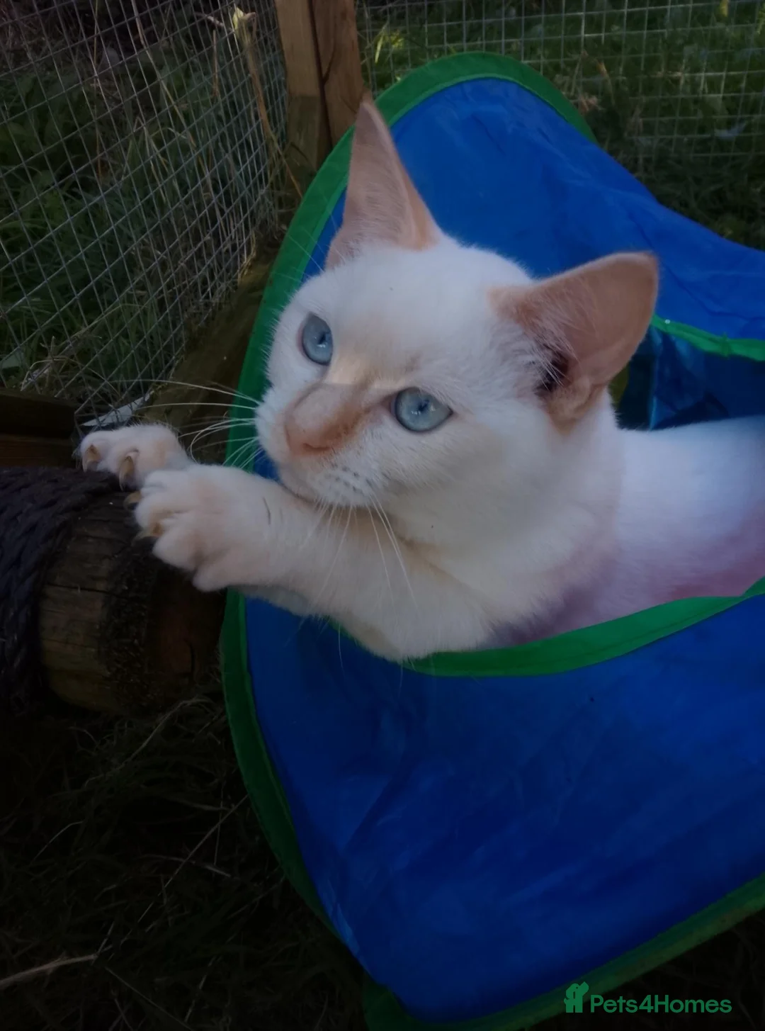 Mixed Breed cats for sale: Beautiful 3/4 Ragdoll Kittens  - Advert 1