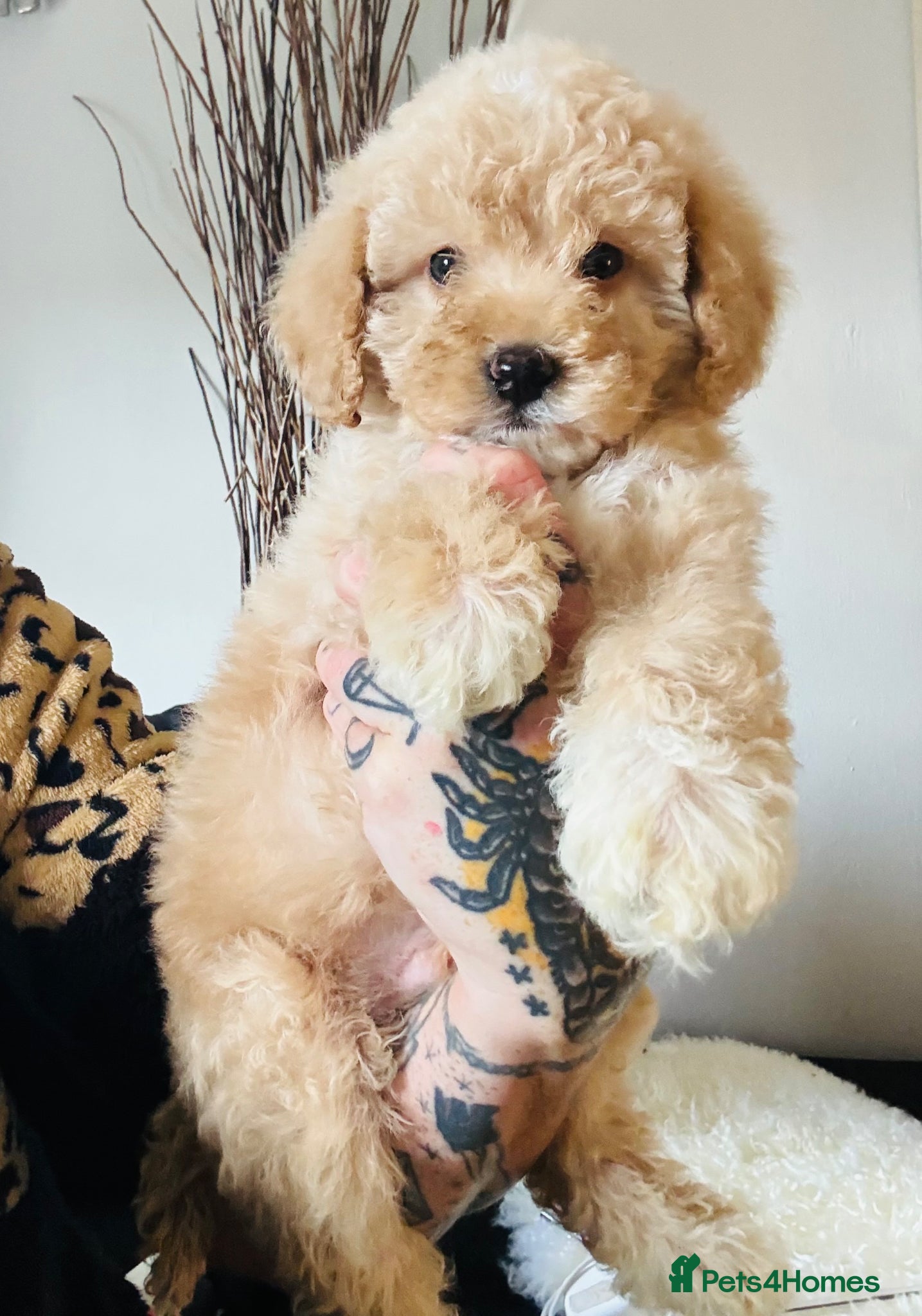 Cockapoo dogs CANCELLATION F1b boy left. - Advert 1