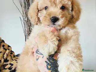 Cockapoo dogs CANCELLATION F1b boy left. - Advert 1