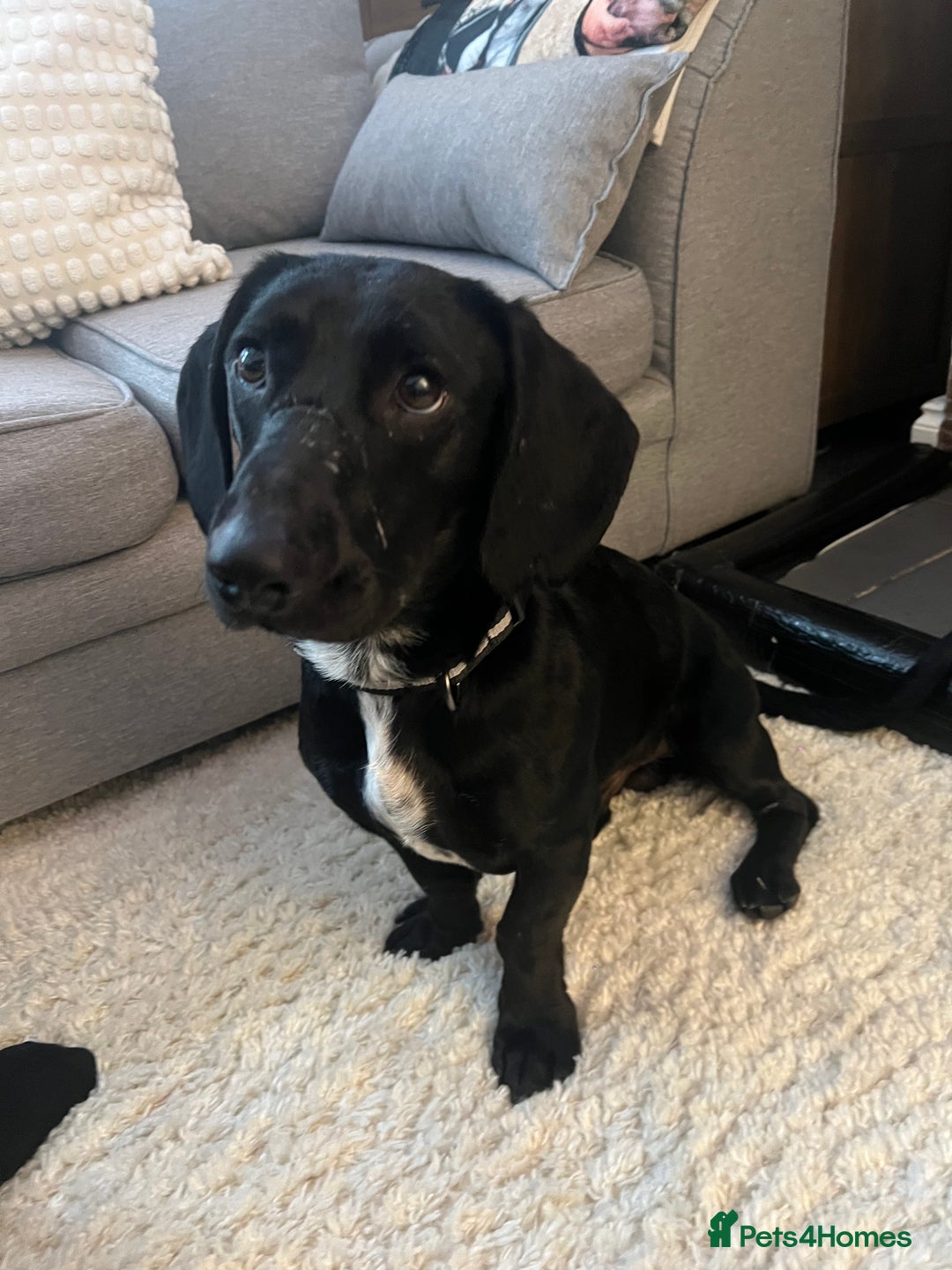 Mixed Breed dogs for sale: Dachshund Crossbreed  - Image 2