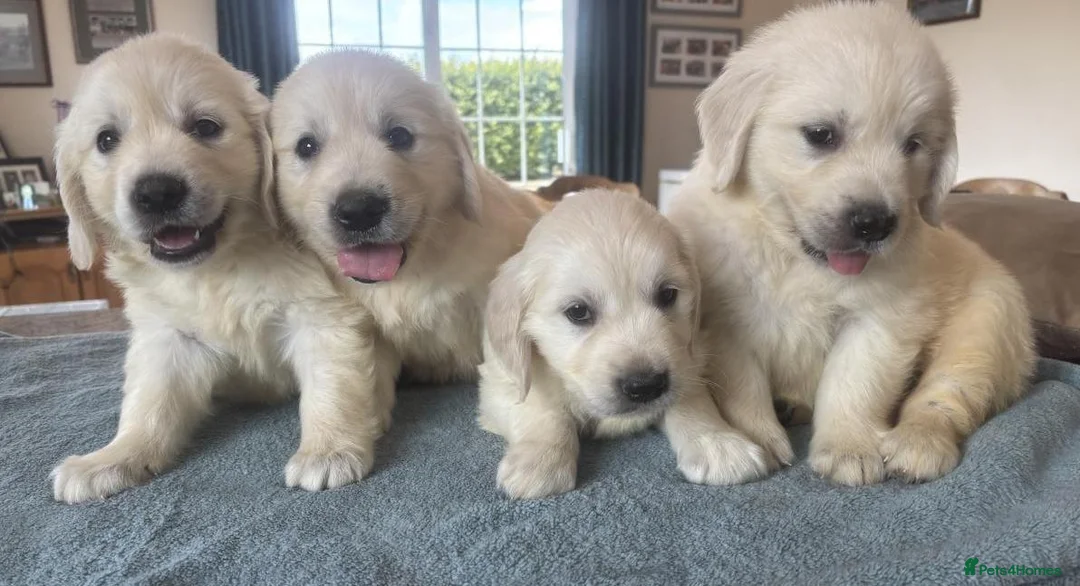 Golden Retriever dogs for sale: Gorgeous health tested Golden retriever Puppies  - Advert 2