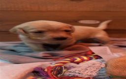 Labrador Retriever dogs for sale: Labrador Puppies Looking for Their Forever Homes!  - Image 18