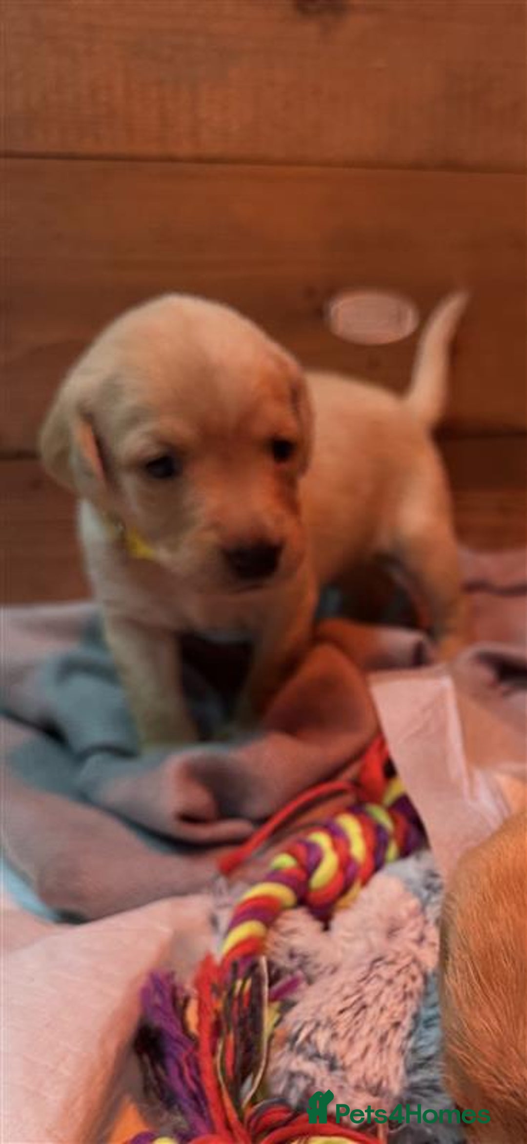 Labrador Retriever dogs for sale: Labrador Puppies Looking for Their Forever Homes!  - Image 18