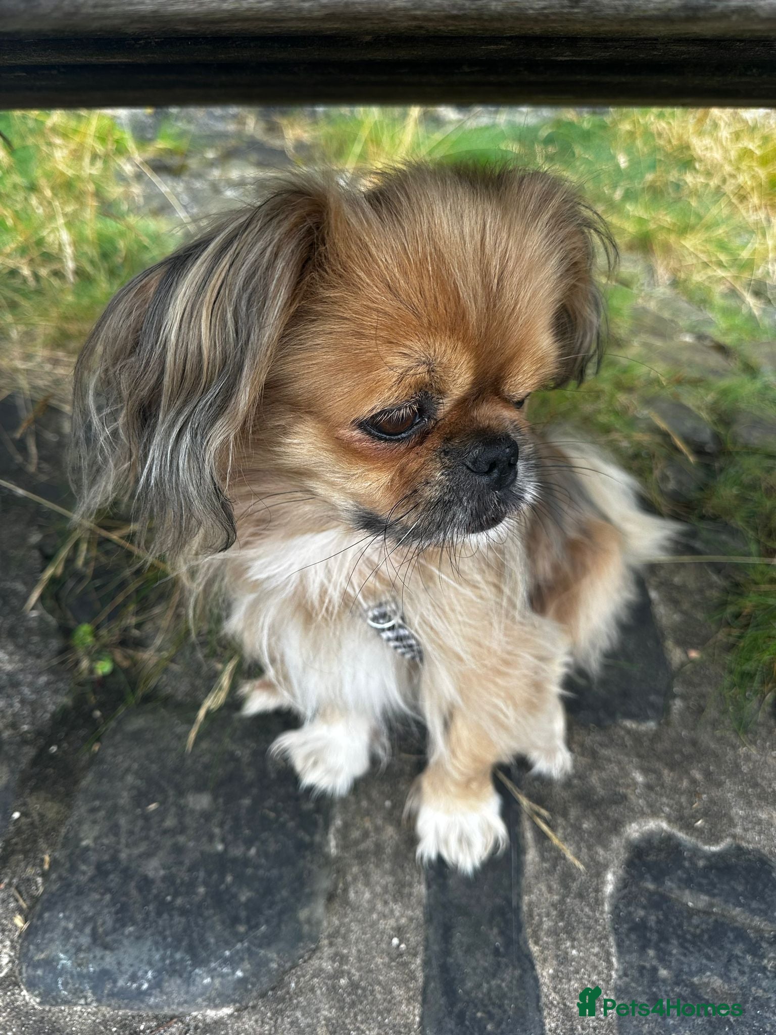 Mixed Breed dogs 💙Barry: 8-10-year-old Tibetan Spaniel cross💙 - Advert 6