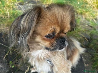 Mixed Breed dogs 💙Barry: 8-10-year-old Tibetan Spaniel cross💙 - Advert 4