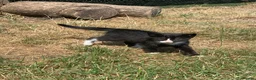 Domestic Shorthair cats for sale: Beautiful kittens looking for new homes - Advert 9