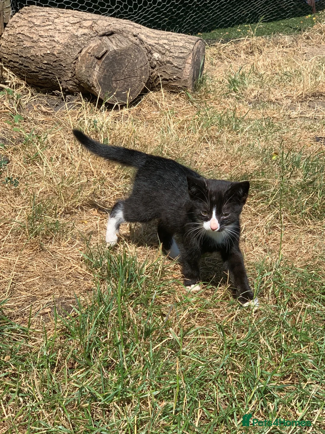 Domestic Shorthair cats for sale: Beautiful kittens looking for new homes - Advert 9