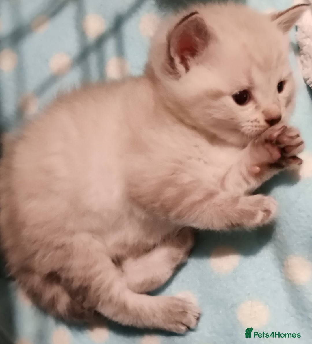 Russian Blue cats for sale: Gorgeous Russian Blue kittens 4 weeks  - Advert 4
